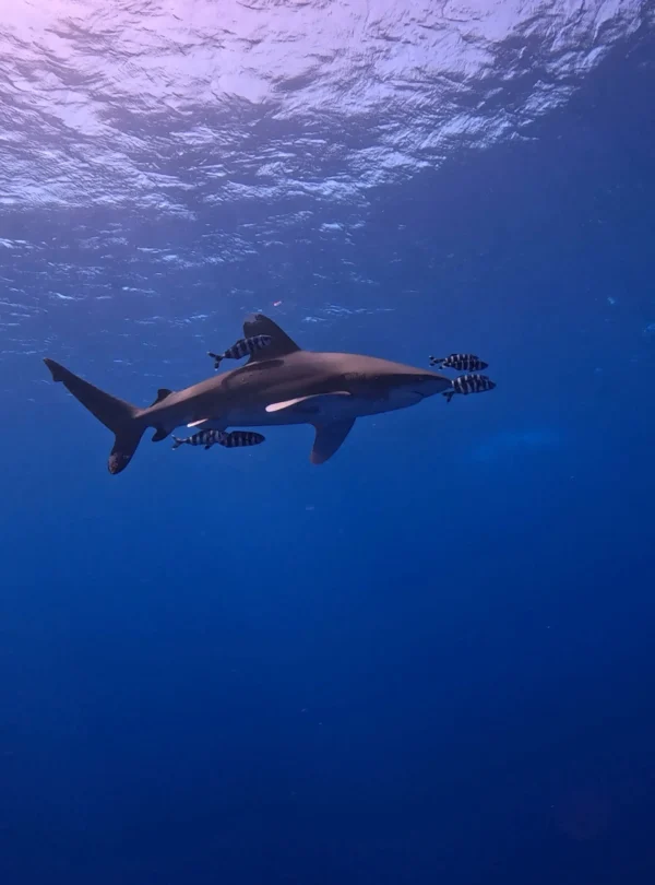 Brothers North Liveaboard