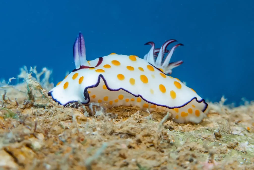 Elphinstone Reef Hurghada