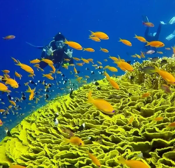 Daily Diving Hurghada