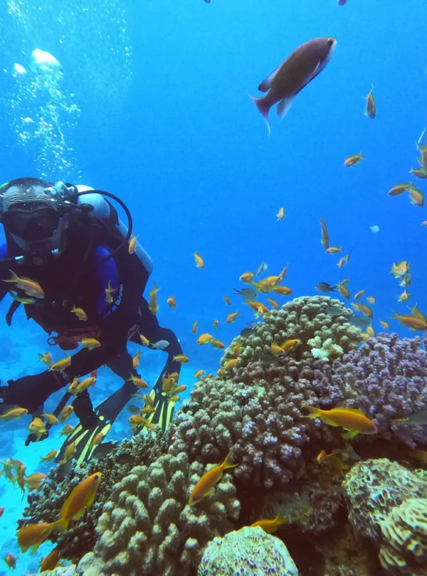 Daily Diving Hurghada