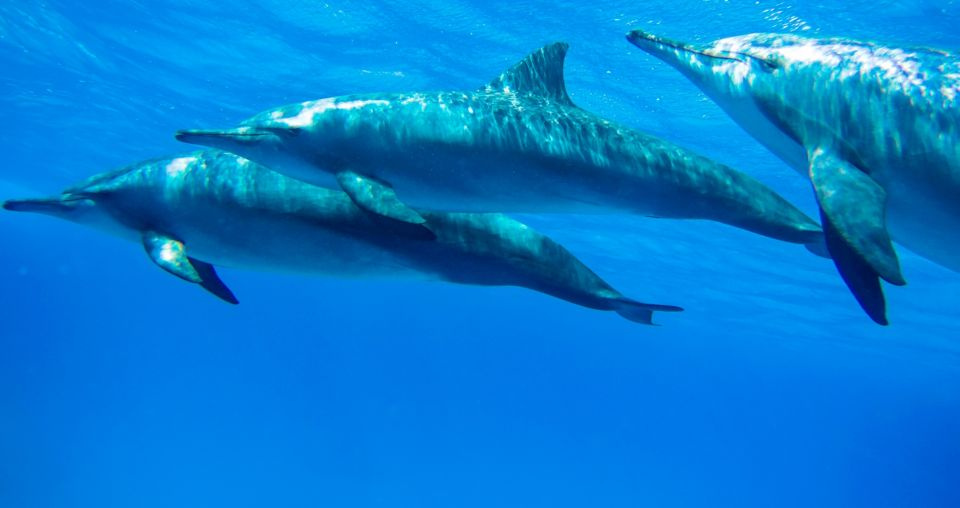 Nurkowanie w Dolphin House w Hurghadzie to spotkanie z rafą Shaab El Erg i bogatym życiem Morza Czerwonego. Sprawdź, czego oczekiwać