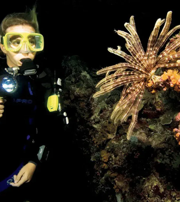 Kurs nurkowania nocnego PADI Hurghada
